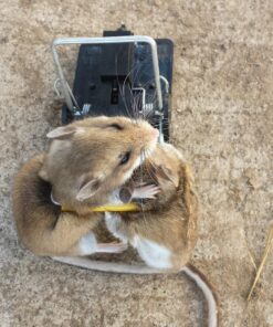 Snap-E 12-001-00-1 6 Pack Mouse Trap, Black 23 81ML99pYhL