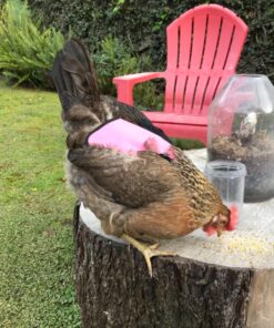 Hen Saver Hen Apron/Saddle, Single Strap, Small/Medium, Awareness Pink Medium 23 81MN2X8dm6L