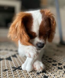 Nylabone Power Chew Toys Variety Triple Pack - Dog Toys for Aggressive Chewers - Indestructible Dog Bones for Small Dogs - Chicken, Bacon & Peanut Buter Flavors, Small/Regular (3 Count) Small up to 25 lbs. 25 81MNEM6lFL