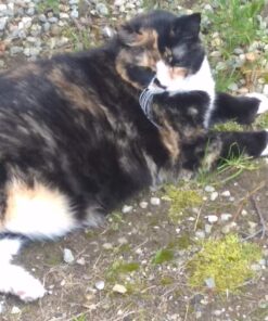 Hill's Science Diet Dry Cat Food, Adult, Perfect Weight for Healthy Weight & Weight Management, Chicken Recipe, 15 lb. Bag 15 Pound (Pack of 1) 44 81MP8XcRyL