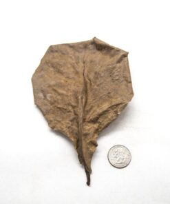 Aquatic Arts 10 Giant Catappa Indian Almond Leaves for Aquarium Use 14 81MPvjxAFfL