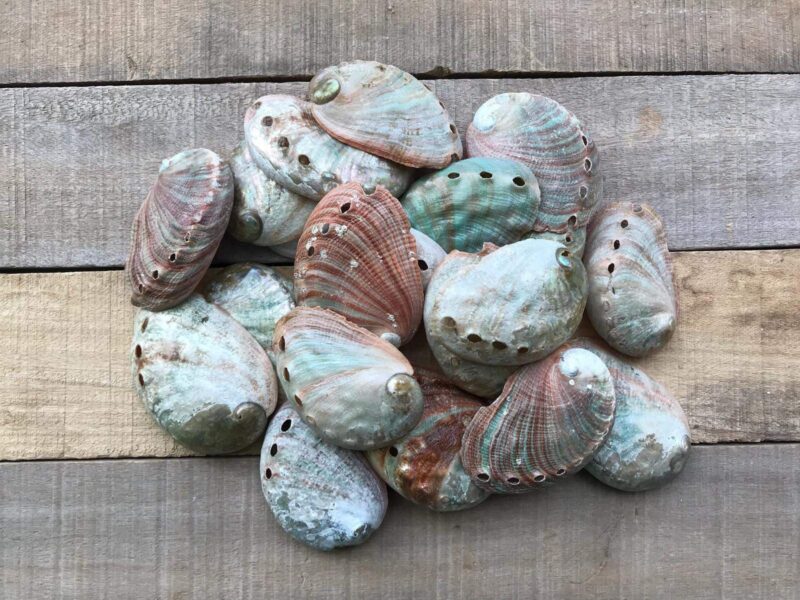 The Shell Connection | Natural Red Abalone | 3" - 4" | Set of 10