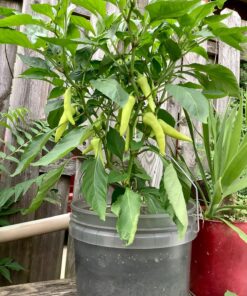 Liliana's Garden Sweet Pepper Seeds - Banana Pepper - Heirloom 5 81MSprwGTyL