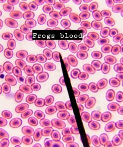 AmScope M162C-2L-PB10-WM-SP14-50P100S 40X-1000X Beginners Microscope Kit for Kids & Students w/Complete Science Accessory Kit + World of The Microscope Book 80 81MV4y0Qj0L 1