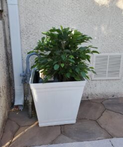 Nearly Natural 5383 3ft. Ficus Tree UV Resistant (Indoor/Outdoor),Green,Small 20 81MVEYOw L