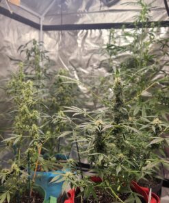 General Hydroponics pH Test Indicator, 1-Ounce 12 81MXxOFjiCL