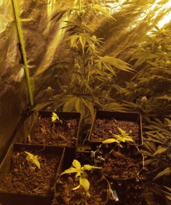 VIVOSUN S558 5x5 Grow Tent, 60"x60"x80" High Reflective Mylar with Observation Window and Floor Tray for Hydroponics Indoor Plant for VSF6450 60"x60"x80" Black 67 81Ma4NS6MfL