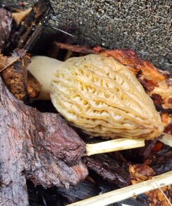 Backyard Morel Mushroom Growing Kit - MOREL HABITAT KIT ® 34 81Md TAF0zL