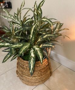 Nearly Natural 6673 30in. Aglaonema with Decorative Vase Silk Plant,Green,7.5" x 9" x 30" 25 81MfOqBbeiL