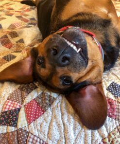 Seresto Large Dog Vet-Recommended Flea & Tick Treatment & Prevention Collar for Dogs Over 18 lbs. | 8 Months Protection 1 Pack Large Dog Only 37 81MiOYW 3gL