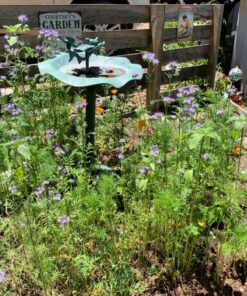 Bee Friendly Wildflower Seed Mix - Bulk 1 Ounce Packet - Over 7,500 Open Pollinated Seeds - Save The Bees! 1 Ounce Pouch 42 81MmFX9k8xL