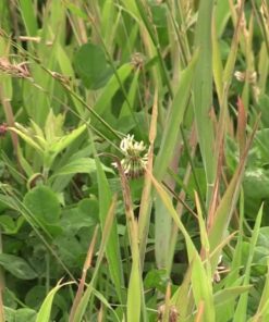 Whitetail Institute Arrest Max Selective Grass Control Herbicide Specifically Developed for Deer Food Plots, 1 Pint 13 81MmsmPUfXL