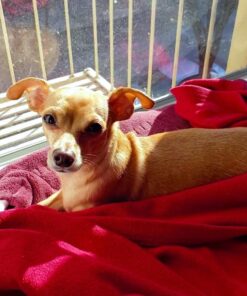 Milk-Bone Brushing Chews Daily Dental Dog Treats, Mini, 56 Count 56 Count (Pack of 1) Daily Dental Treats 19 81MnEHH0MvL