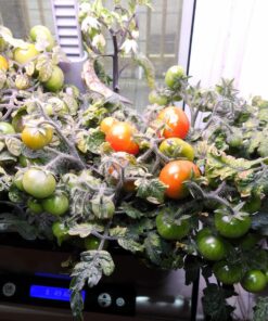 AeroGarden Salsa Garden Seed Pod Kit, 7 33 81Mo2EfOPL