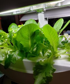 AeroGarden Salad Greens Mix Seed Pod Kit, 7 pod 31 81Mr2KsBu5L