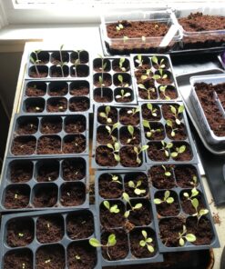 9GreenBox - Seedling Starter Trays, 144 Cells: (24 Trays; 6-Cells Per Tray), Plus 5 Plant Labels 26 81MrZkGqXuL