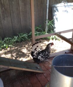 LITTLE GIANT Galvanized Double Wall Founts 3 Gallon 11 81MsTyHELyL