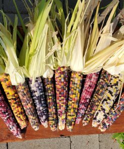 Glass Gem Indian Corn Heirloom Seed - The Most Beautiful Corn in the World! 48 81MsmcMGO9L