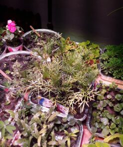 AGLEX 420W COB LED Grow Light, Full Spectrum Plant Grow Lamp with Daisy Chain Veg and Bloom Switch for Hydroponic Greenhouse Indoor Plant Veg and Flower (C2000) C2000 46 81Mt54szfpL