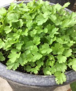 Seeds of Change 1728 Cilantro, Green 33 81MtEcTbjL