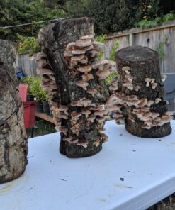 100 Shiitake 100 Mushroom Plug Spawn Edible Mycelium Plugs 45 81MvVME5plL