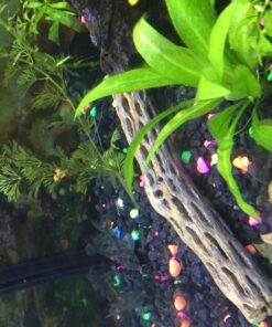 Natural Cholla Wood for Aquarium Decoration, Shrimp, Hermit Crab, Chew Toys for Small Pets (6 Inches Long(Pack of 3)) 6 Inches Long(Pack of 3) 40 81N1M8epZL