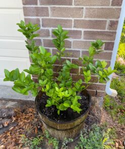 Jobe’s Organics 09226NA Granular Plant Food Fruit & Citrus, 4lbs, Brown 48 81N2pj7v8VL