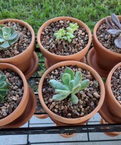 Succulent Assorted Pack- Perfect for Weddings, Party Favors, Home Gardens, and Social Events by Jiimz (15 Pack) 89 81N2vdMS88L