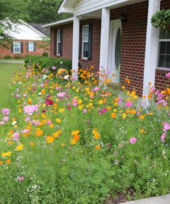 Eden Brothers Southeast Wildflower Mixed Seeds for Planting, 1 lb, 480,000+ Seeds with Cornflower, Blanket Flower | Attracts Pollinators, Plant in Spring or Fall, Zones 3, 4, 5, 6, 7, 8, 9, 10 1 Pound 59 81N3GMZZNNL