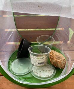 BioLogic Company, Inc. Praying Mantis Egg Cases - 2 Extra Large Cases 41 81N3a4s suL