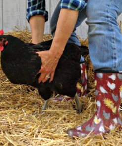 Sloggers Waterproof Garden Rain Boots for Women - Cute Mid-Calf Mud & Muck Boots with Premium Comfort Support Insole 8 Chickens Barn Red 22 81N3lTZKqML 1