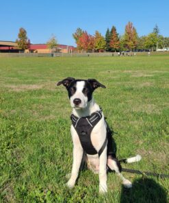 rabbitgoo Dog Harness, No-Pull Pet Harness with 2 Leash Clips, Adjustable Soft Padded Dog Vest, Reflective No-Choke Pet Oxford Vest with Easy Control Handle for Large Dogs, Black, XL X-Large 38 81N7Q2t7bnL