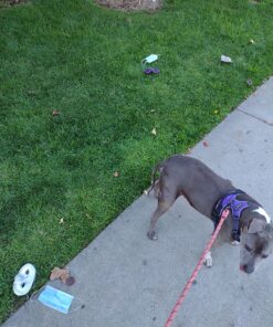 Metallic Half-Masks (24 pieces)-Masquerade Masks, Mardi Gras, Party Supplies 6.75" 23 81NADZhPMpL