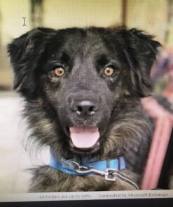 Embark Breed Identification Kit | Most Accurate Dog DNA Test | Test 350+ Dog Breeds | Breed ID Kit with Ancestry & Family Tree 59 81NAWsgnizL