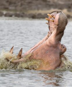 Sigma 150-600mm 5-6.3 Sports DG OS HSM Lens for Canon Canon SLR Mount US Version 79 81NAjkSIv6L