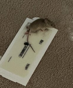 Catchmaster Mouse and Insect Glue Boards, 75-Pack Mouse Traps Indoor for Home, Sticky Pest Control Adhesive for Catching Bugs, Rats & Rodents, Non Toxic Bulk Glue Traps Standard 28 81NAqFNu1L 1