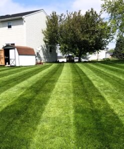 Root Ruckus Compost Fertilizer Organic - Turbo Charged Compost for Plants (32 oz) - Humic Acid & Sea Kelp Nutritional Root Supplement for Lawns, Soil, Shrubs & Vegetables 1 Quart 25 81NDvnPz8xL