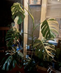 Xtreme Gardening HGC721205 Mykos Pure Mycorrhizal Inoculant Organic Root Enhancer, 2.2 lbs, Black 2.2 lbs. 30 81NE0JsABFL