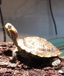 CANAGROW Outlet Timer, 𝟕 𝐃𝐚𝐲 Wall Plug in Light Timer Outlet, Indoor Digital 𝐏𝐫𝐨𝐠𝐫𝐚𝐦𝐦𝐚𝐛𝐥𝐞 Timers for Electrical Outlets, 3-Prong Outlet for Appliances, 𝟏𝟓𝐀/𝟏𝟖𝟎𝟎𝐖 1 Pack 20 81NERZ5MLZL