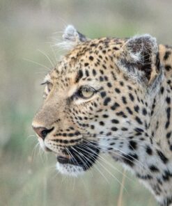 Sigma 150-600mm 5-6.3 Sports DG OS HSM Lens for Canon Canon SLR Mount US Version 80 81NJlrJo4qL