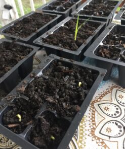 Mammoth Grey Stripe Sunflower Flower Seeds, 50+ Heirloom Seeds Per Packet, (Isla's Garden Seeds), Non GMO Seeds, Botanical Name: Helianthus annuus 33 81NL93aMAbL