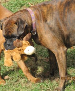 KONG Cozie Marvin Moose, Indoor Cuddle Squeaky Plush Dog Toy for Medium Dogs, Brown, 1 27 81NOJ3f jlL