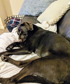 Dogit Jawz Waste Scooper - Dog Pooper Scooper for Easy Grass and Gravel Pick Up 39 81NPRwby98L