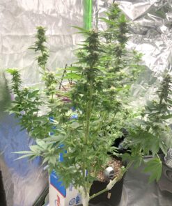 General Hydroponics pH Test Indicator, 1-Ounce 14 81NPTd lqL