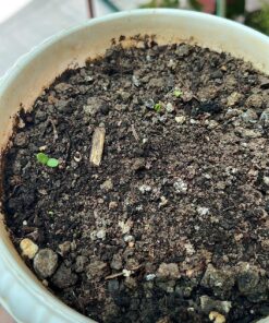 Seed Needs, Cucamelon Seeds - 65 Heirloom Seeds for Planting Melothria scobra - Mexican Sour Gherkin Non-GMO & Untreated, Boasts a Light Citrus Flavor, (2 Packs) 2 Packs (130 Seeds) 39 81NPhSH5pvL