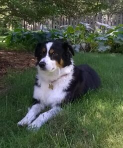 PetSafe Gentle Spray Bark Collar for Dogs, Citronella, Anti-Bark Device, Water Resistant,black and sliver,Adjustable Original 23 81NS4YdF8tL