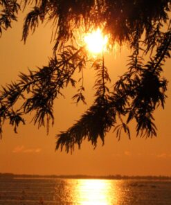 Sigma 150-600mm f/5-6.3 DG OS HSM Contemporary Lens for Canon EF Bundle Includes Manufacturer Accessories + 72 inch Monopod with Quick Release + UV Filter + Lens Pen + Microfiber Cleaning Cloth 34 81NTpqO6 xL