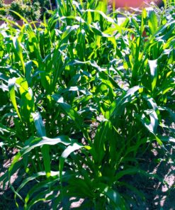 Glass Gem Indian Corn Heirloom Seed - The Most Beautiful Corn in the World! 40 81Nat60NxeL