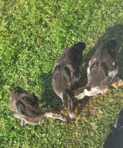 Hatortempt 5lbs Non-GMO Dried Mealworms - Premium Organic Chicken Feed, Nutritious High Protein Meal Worms- Food and Treats for Laying Hens, Wild Birds, Ducks, Reptiles, Fish, Hedgehogs, Turtles 5 Pound (Pack of 1) 40 81NbU6inOJL