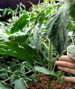 VIVOSUN T5 Grow Light Bulbs 54W 6500K HO Fluorescent Tubes Light Bulbs, Cool White T5 Bulb for 46 Inches T5 Light Fixtures, T5 Grow Lights for Indoor Plants, Pack of 5 54.0 Watts 31 81Ne9AJjsrL